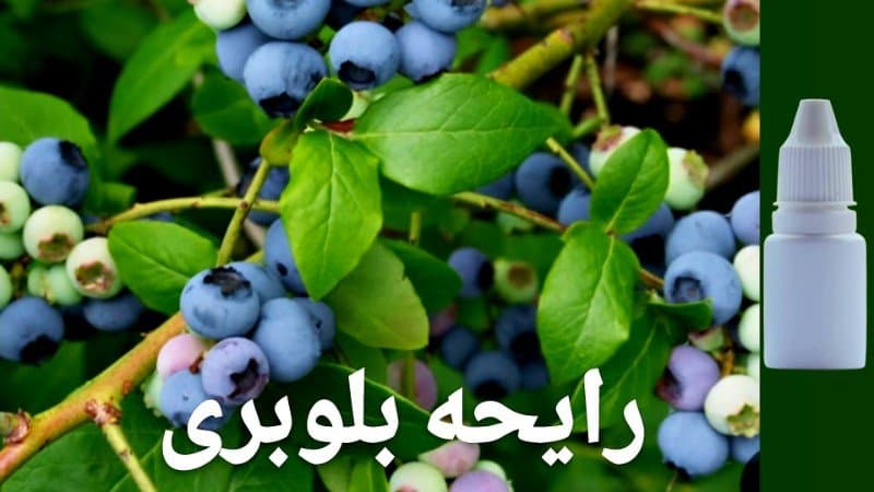 اسانس فرانسوی شمع